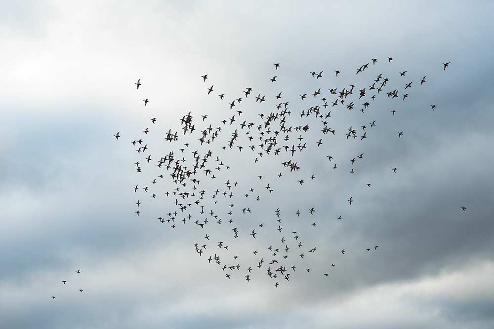 ducks flying in the air