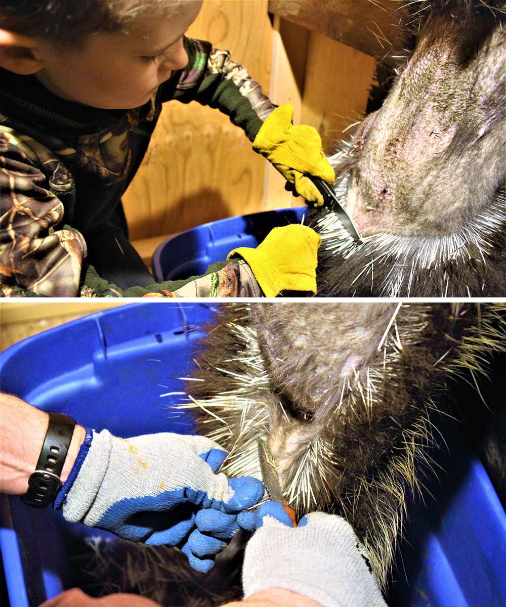 kid dequilling a porcupine