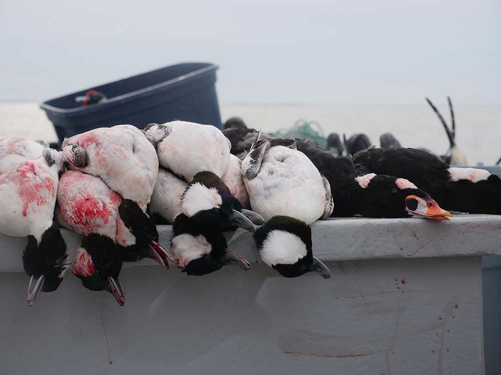 several bufflehead ducks