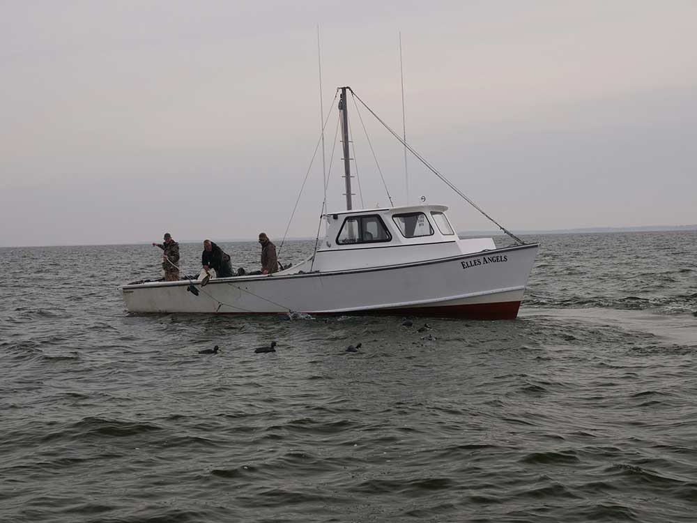 hunters in boat pulling up waterfowl decoys