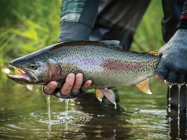 Winter Fly Fishing: How to Catch Trout on Streamers this Holiday Season