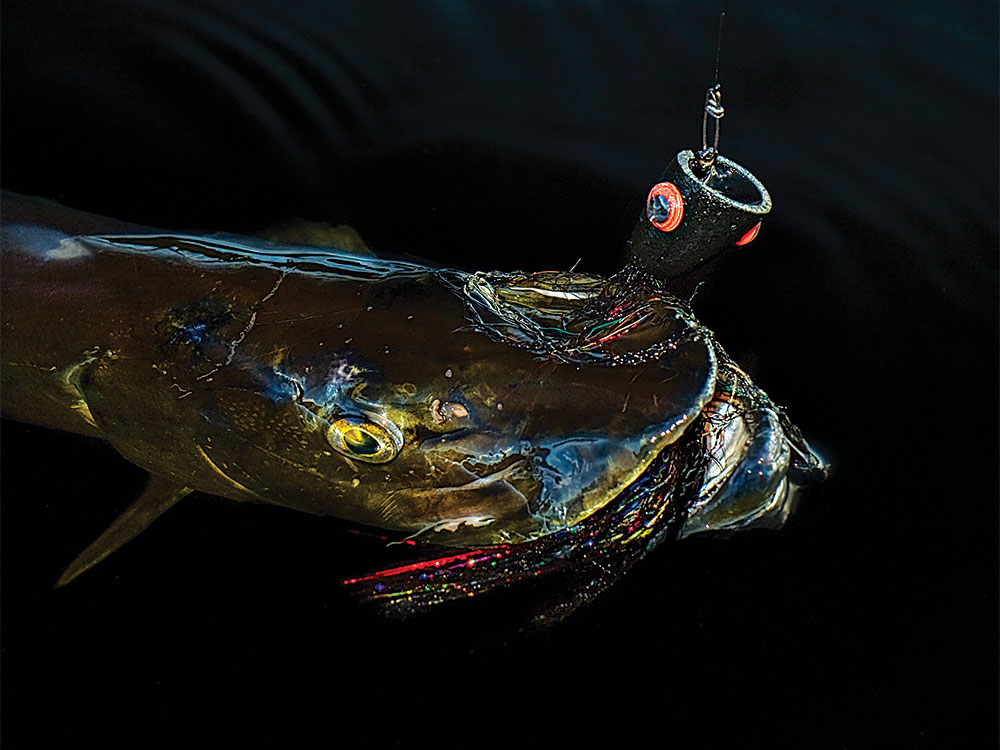 muskie biting a topwater fishing lure in the water