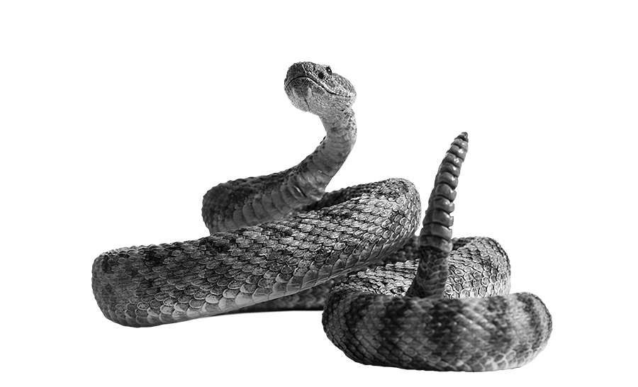 httpswww.outdoorlife.comsitesoutdoorlife.comfilesimport2015snake.png