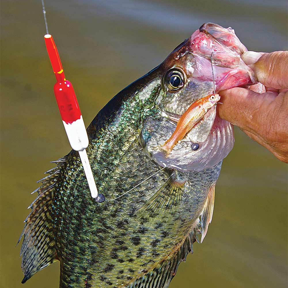 Stubborn Slabs: Catch More Crappies During Their Fall Transi - Game & Fish
