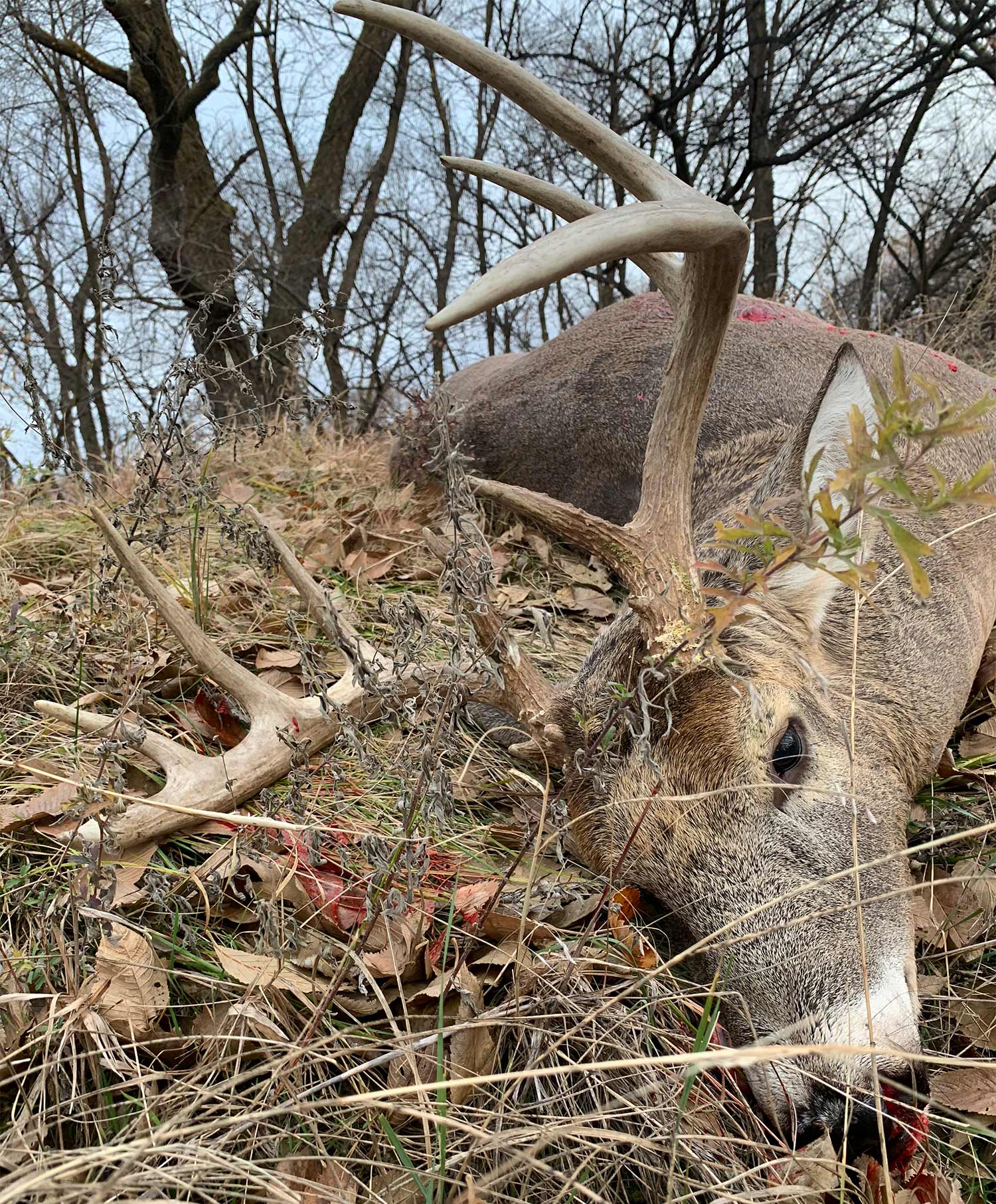 dead buck lying in the grass