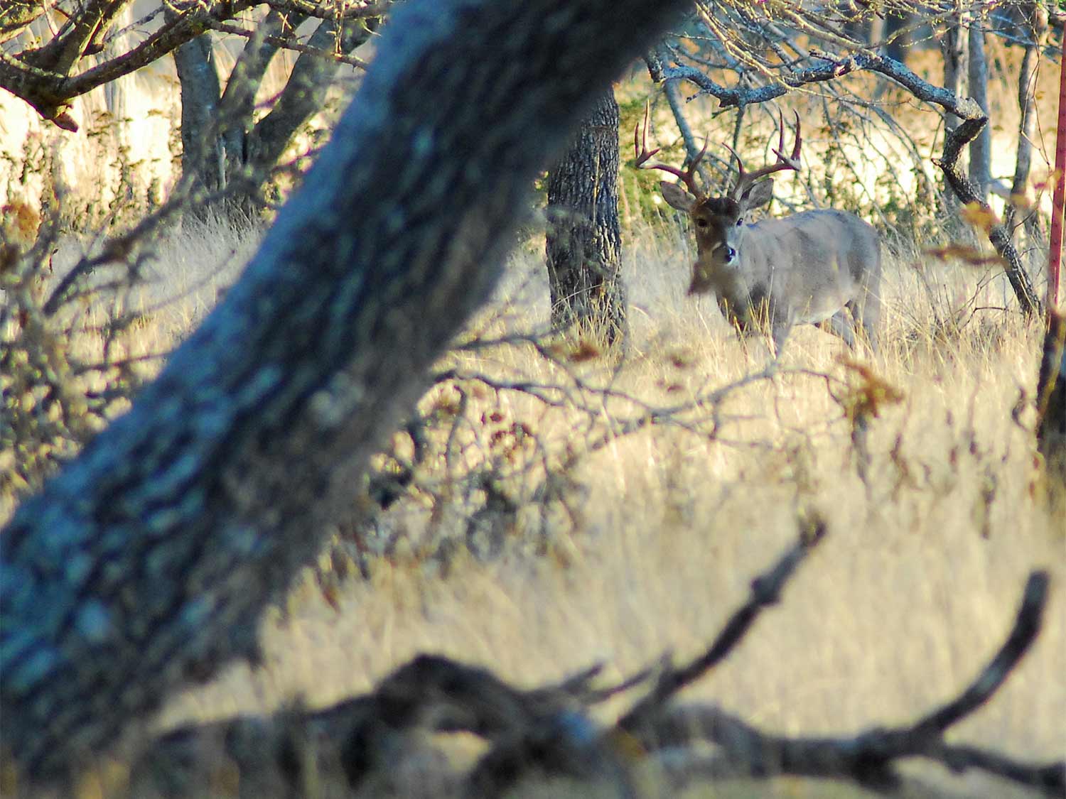 deer talking through the tall grass