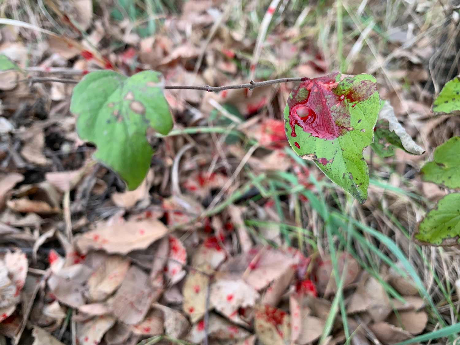 blood trail in the leaves