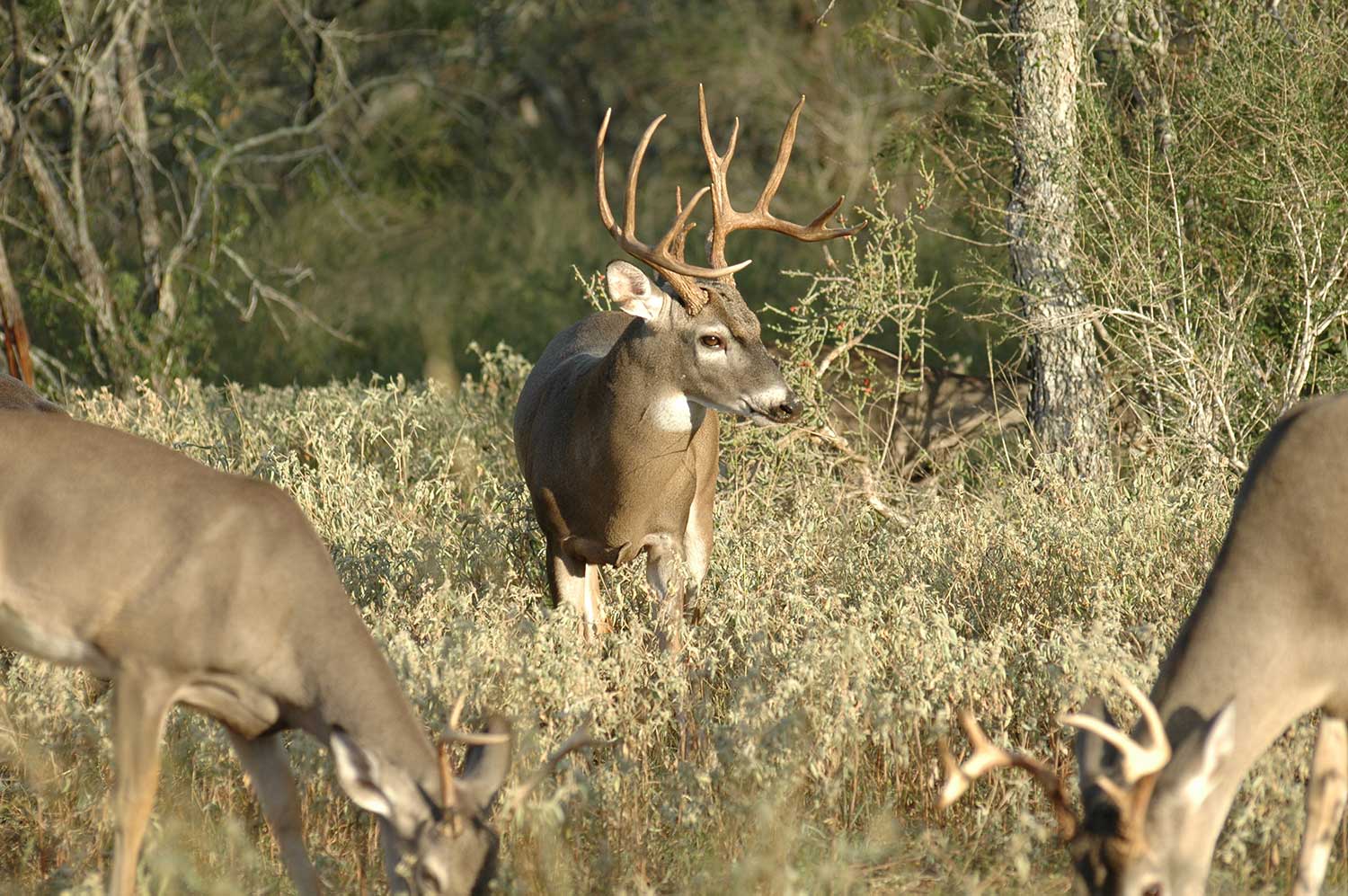 three deer eating in a grassy field