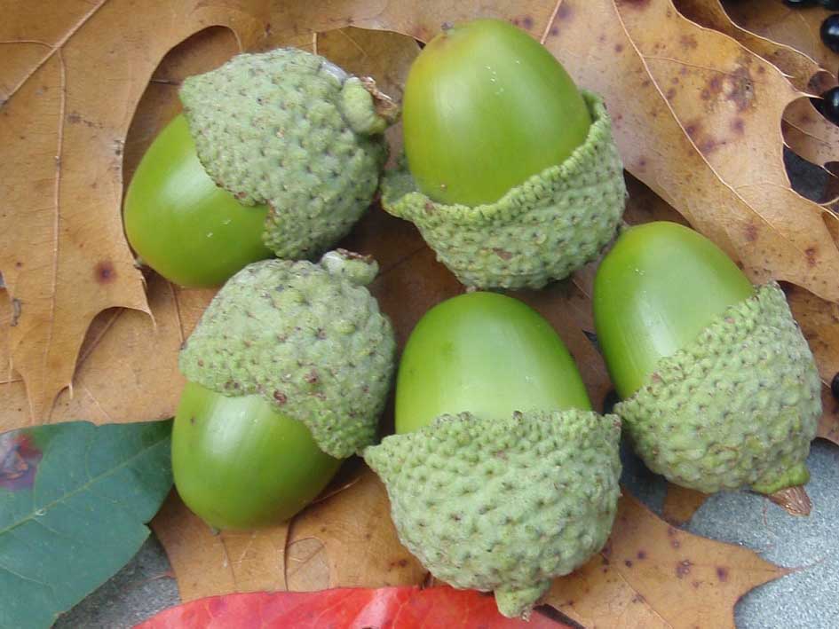 green oak acorns