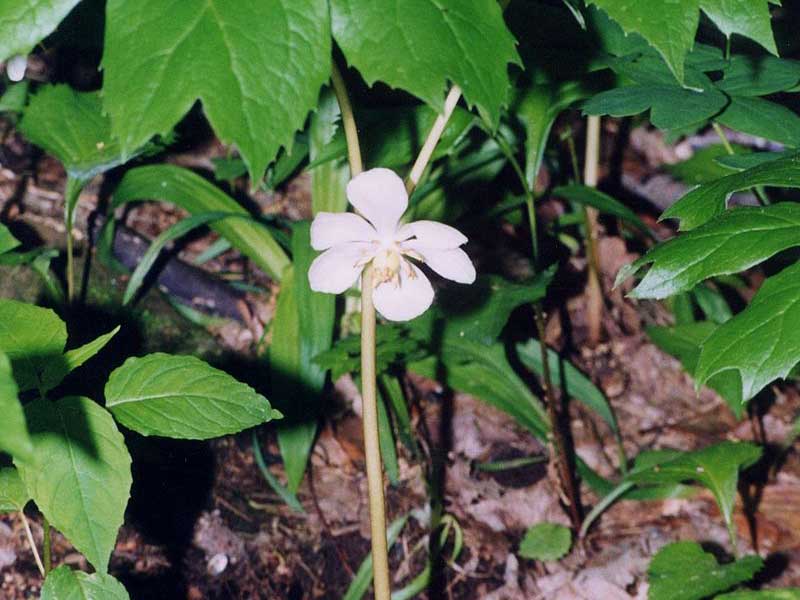 mayapple plants