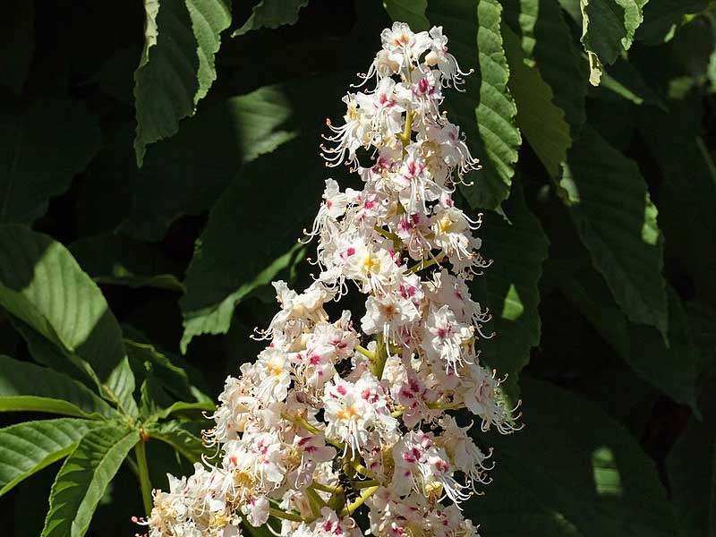 horse chestnut plant