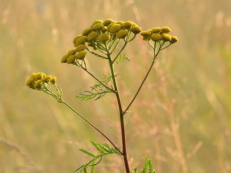 tansy plant