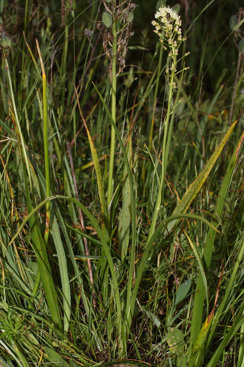 death camas plant