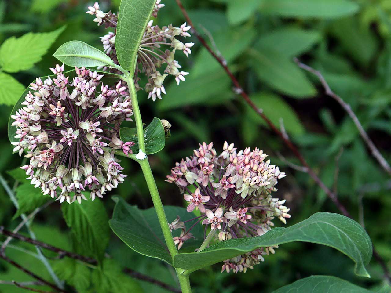 milkweed plant