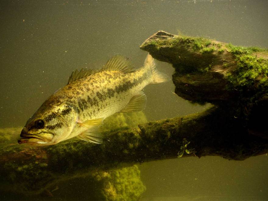 11 Bass Fishing Myths That Are Keeping You From Landing a Trophy