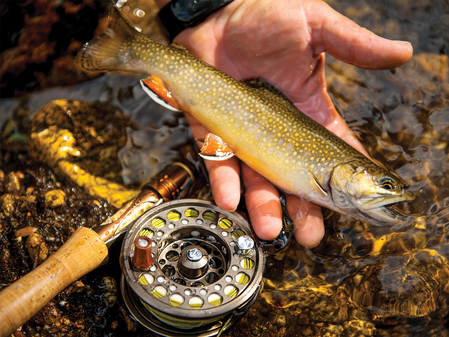 a hand holding a small trout