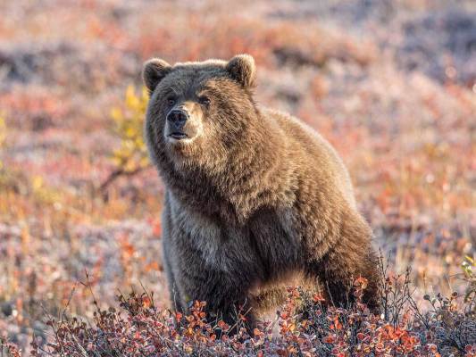 How to Pick the Right Sidearm for Backup Bear Protection