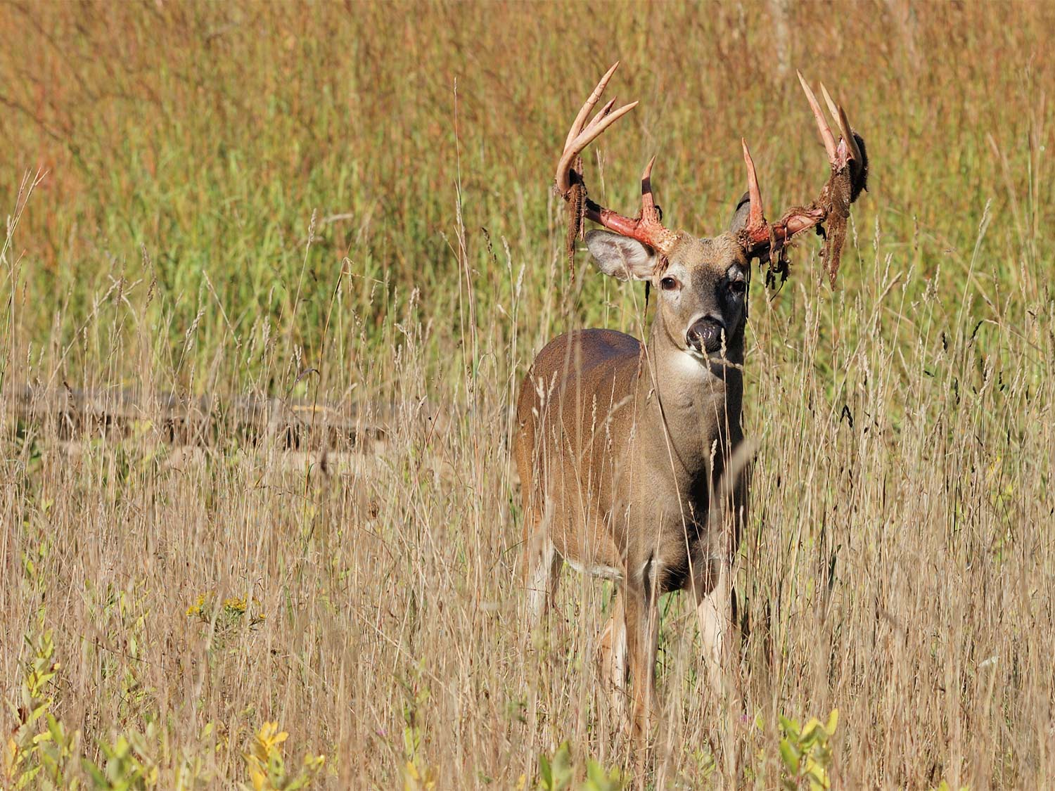 Deer Antlers Couldn't Grow So Fast Without These Genes - The New York Times