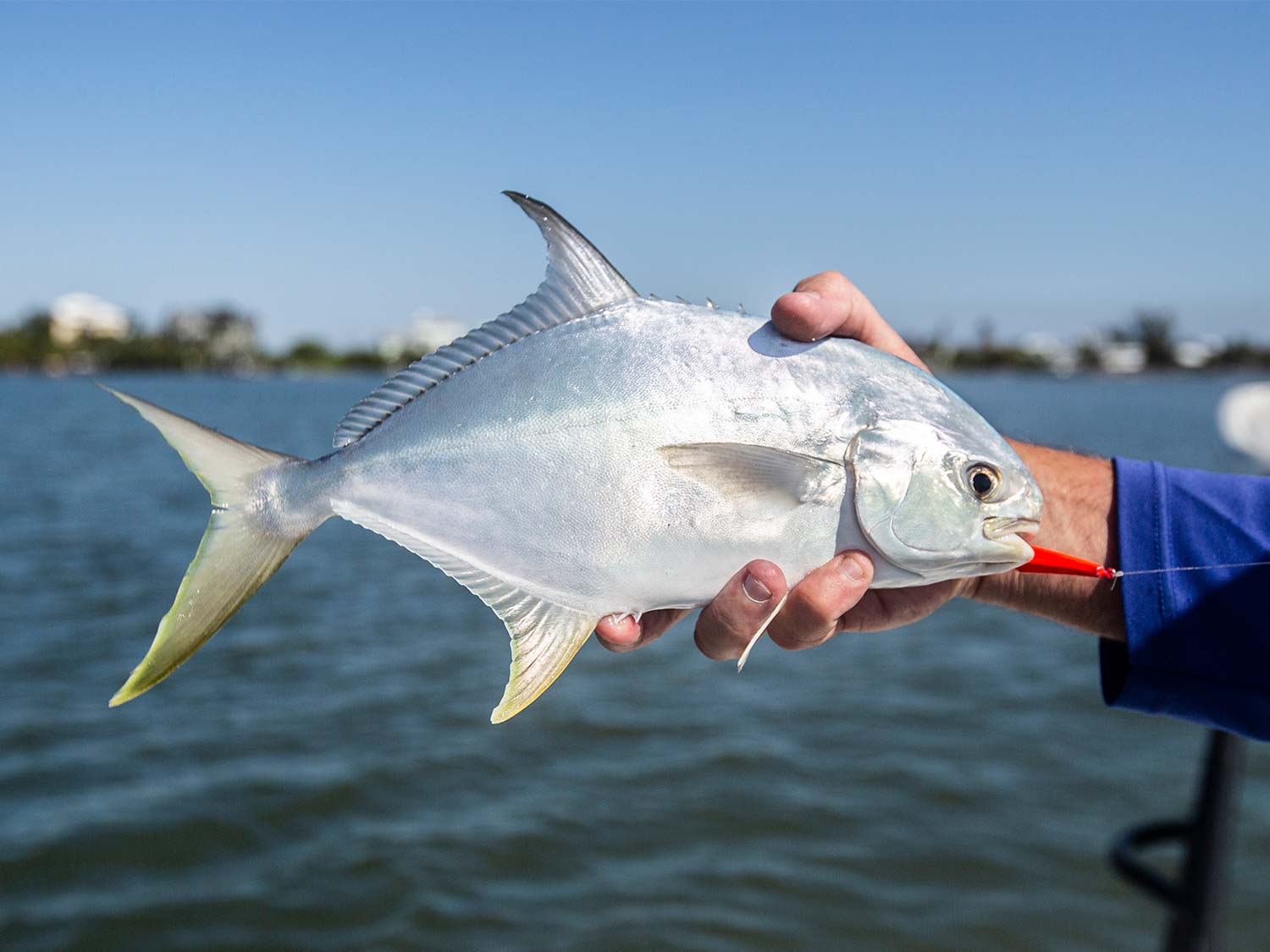 hand holding a florida pompano