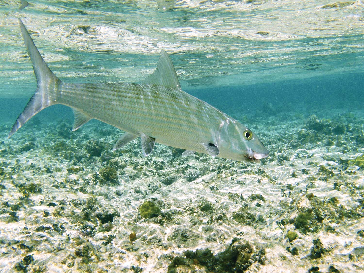 Hand-lining in Belize provides an angling link to the past