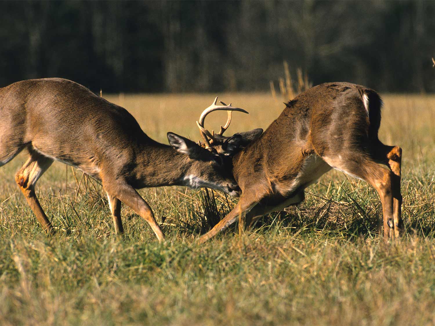 two bucks ratting antlers