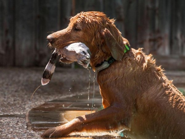 A tracking collar can help you know where your animals are at all times.