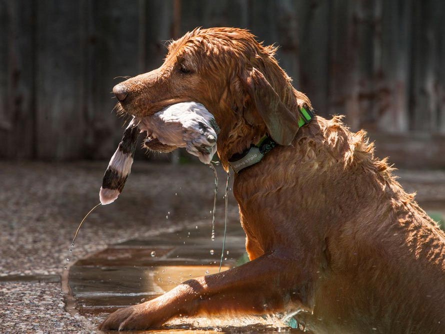 A tracking collar can help you know where your animals are at all times.