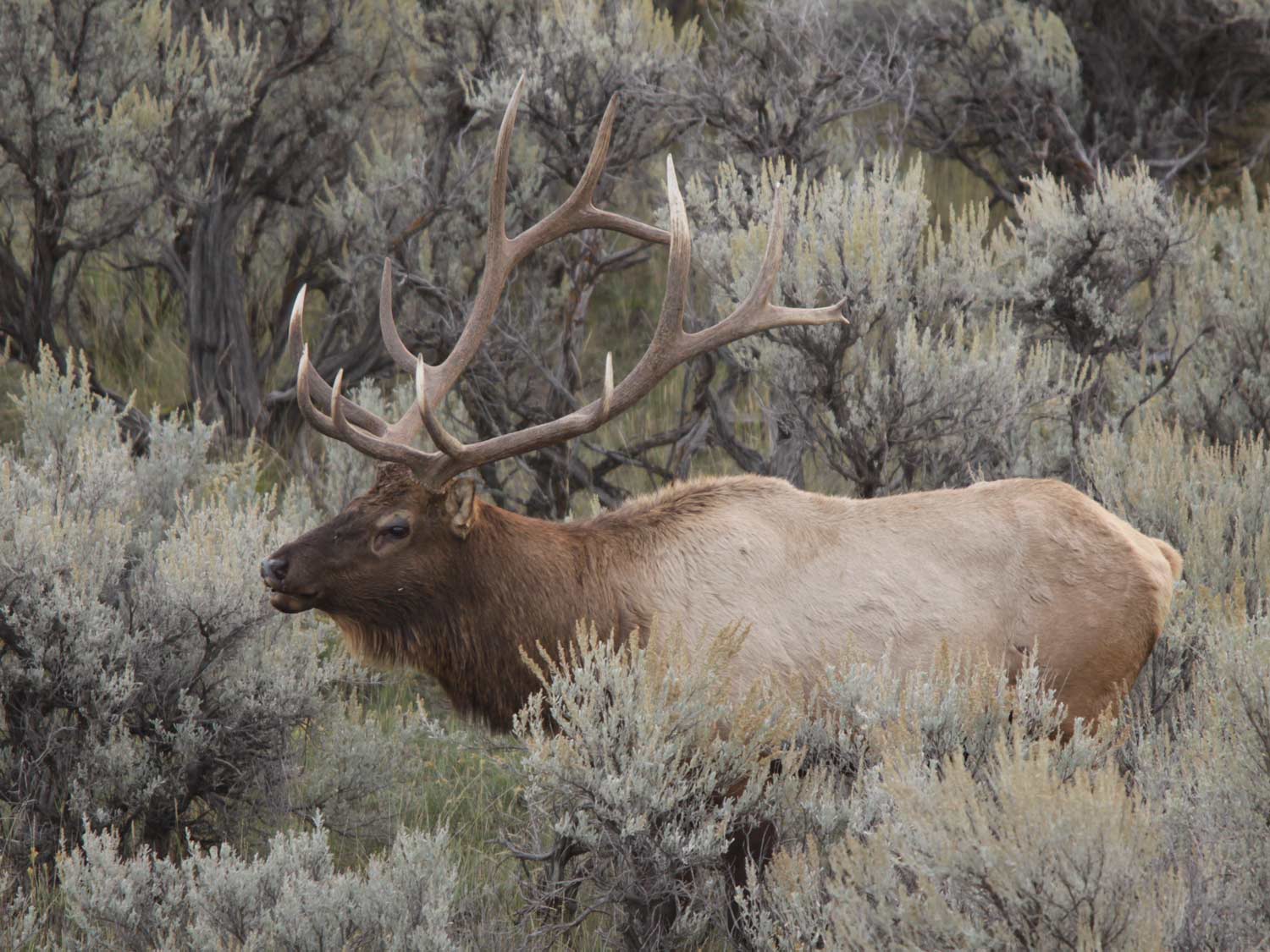 elk wandering through the woods