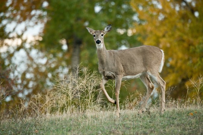 Tick Borne-Diseases are Skyrocketing in Eastern Massachusetts. Is the Lack of Hunting Access to Blame?