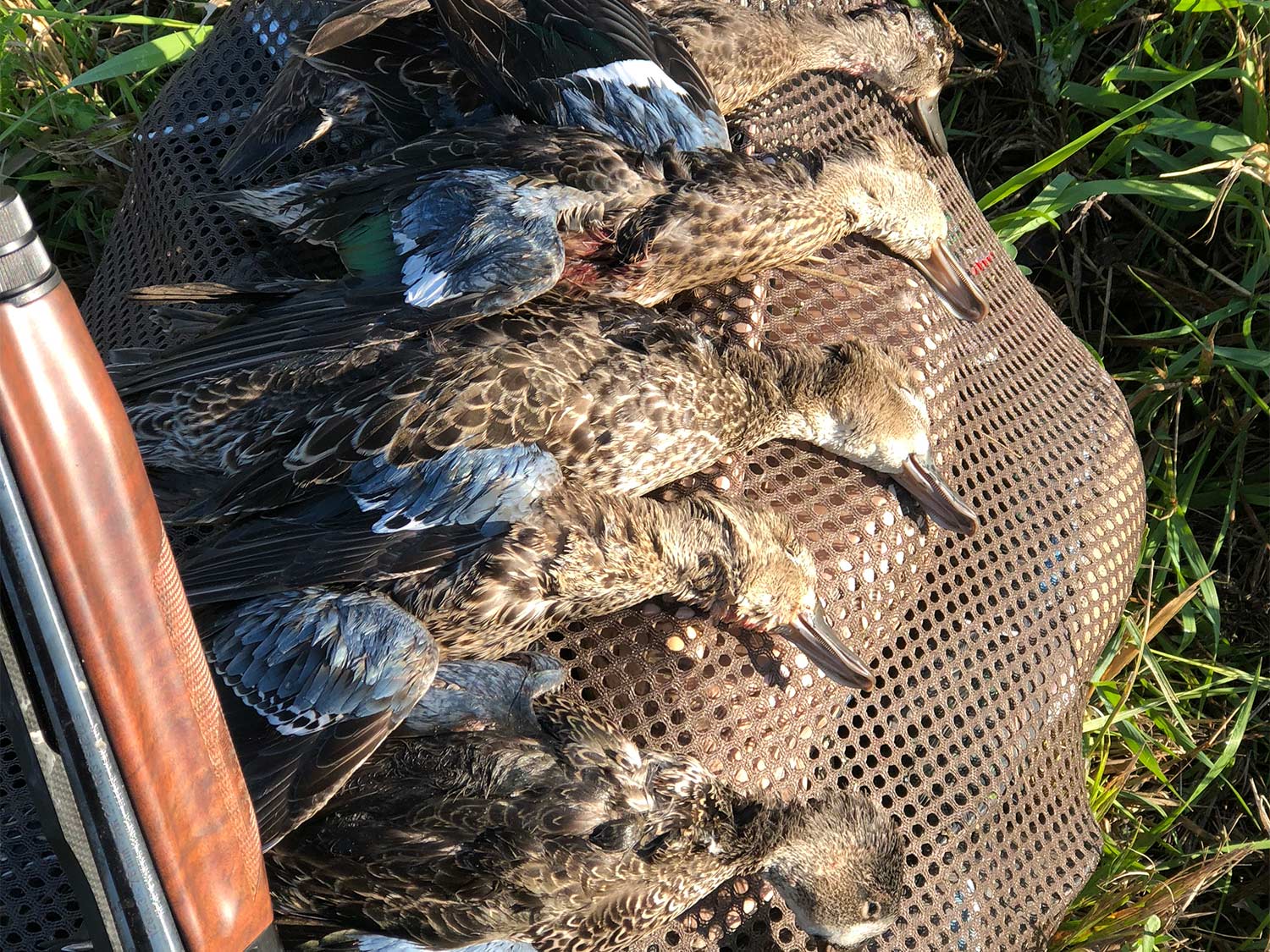 several ducks on a hunting bag