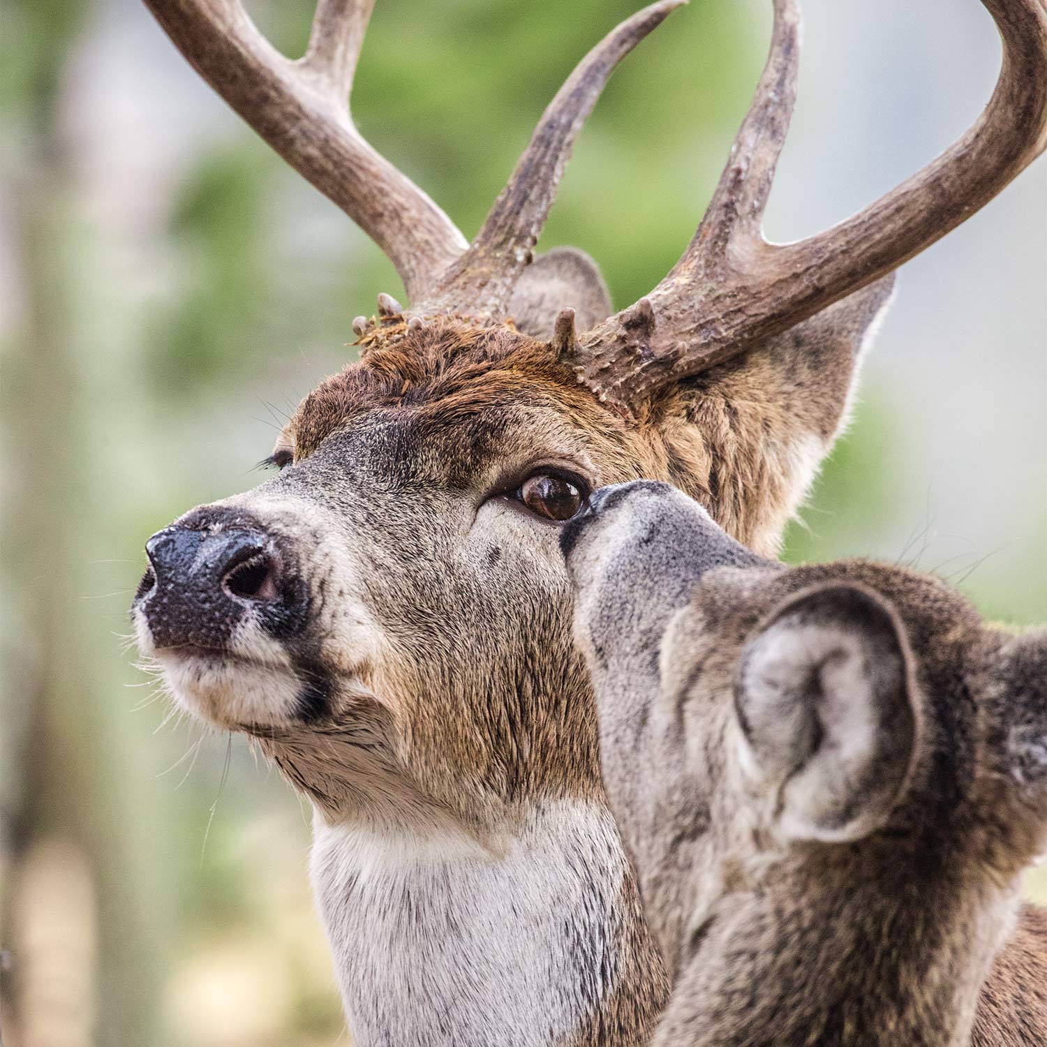 a whitetail buck with a doe