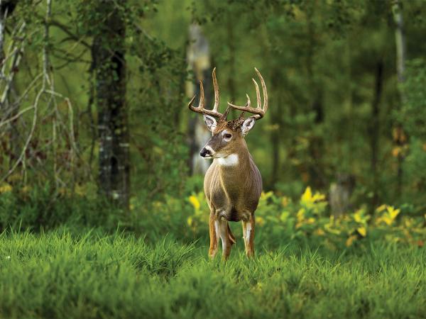 How Do Deer Grow Antlers So Quickly?