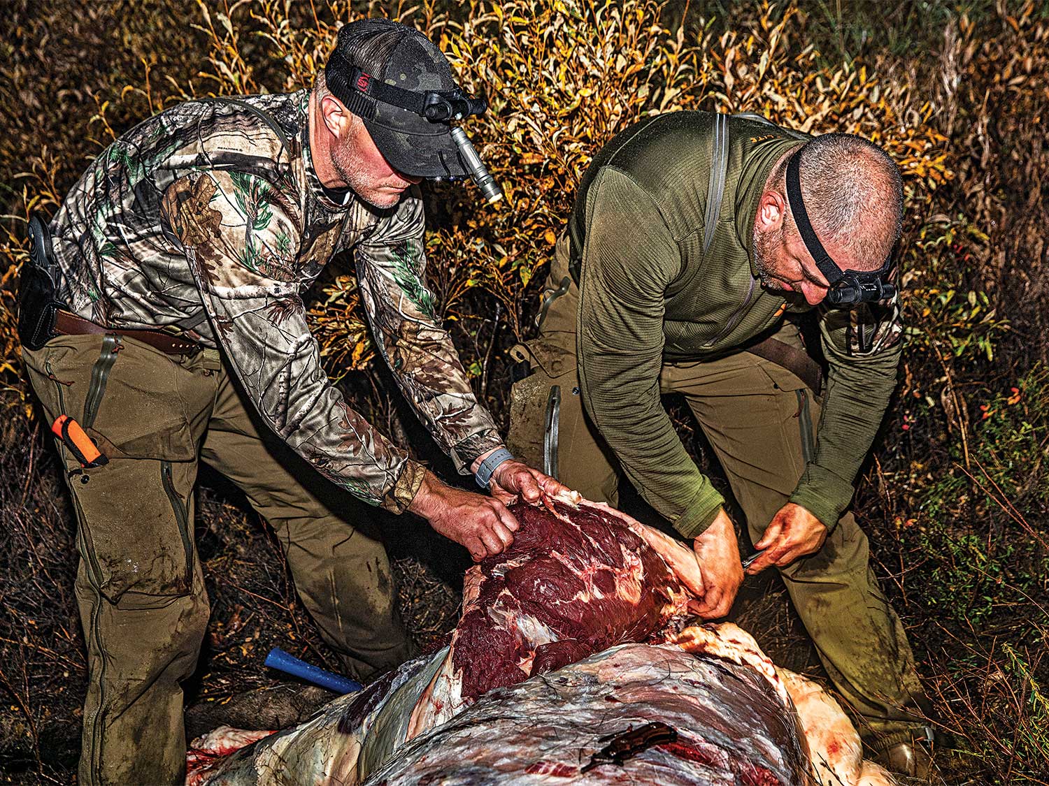 two elk hunters quartering a bull elk