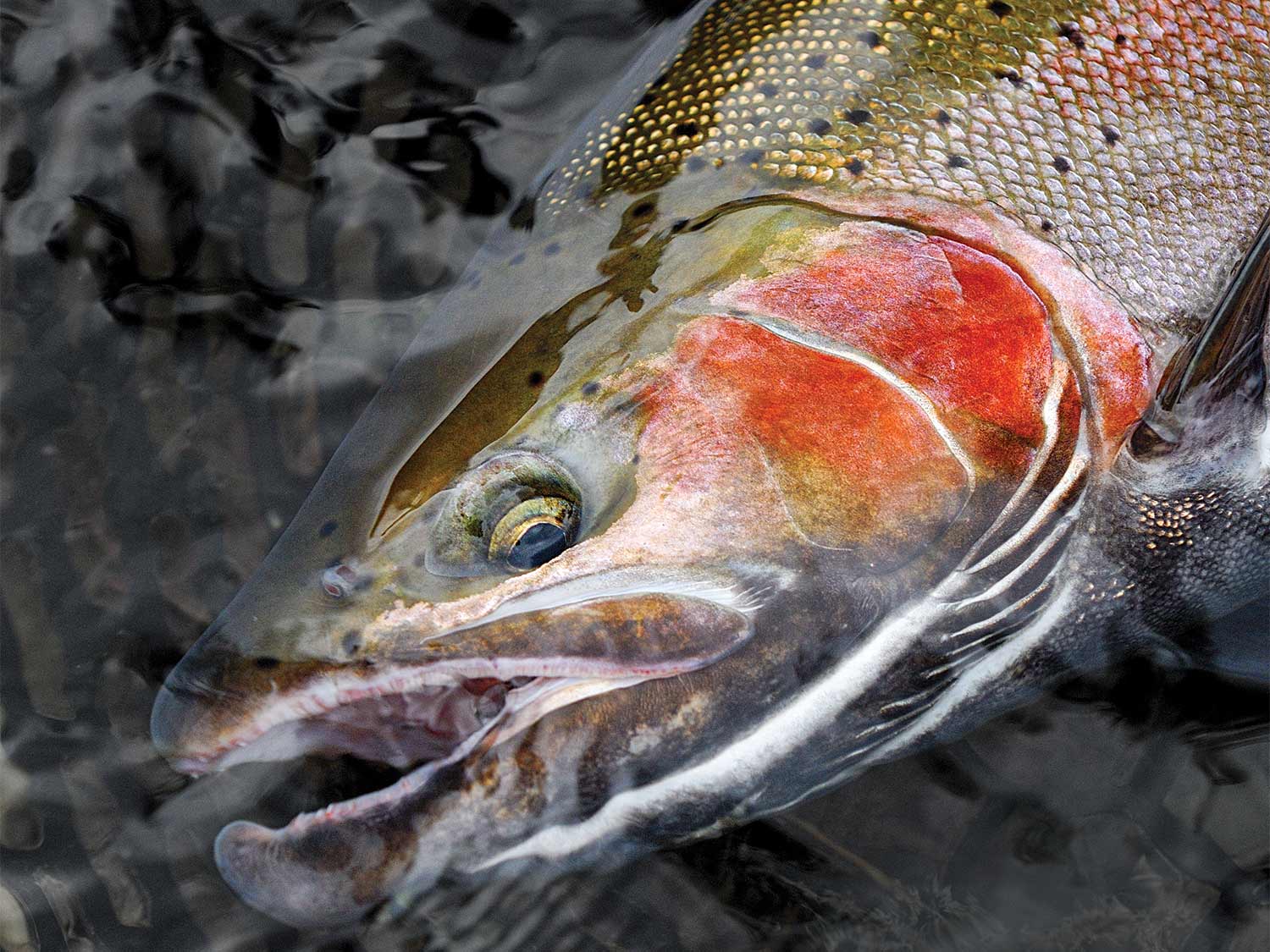 North Shore streams, and their steelhead trout, are running