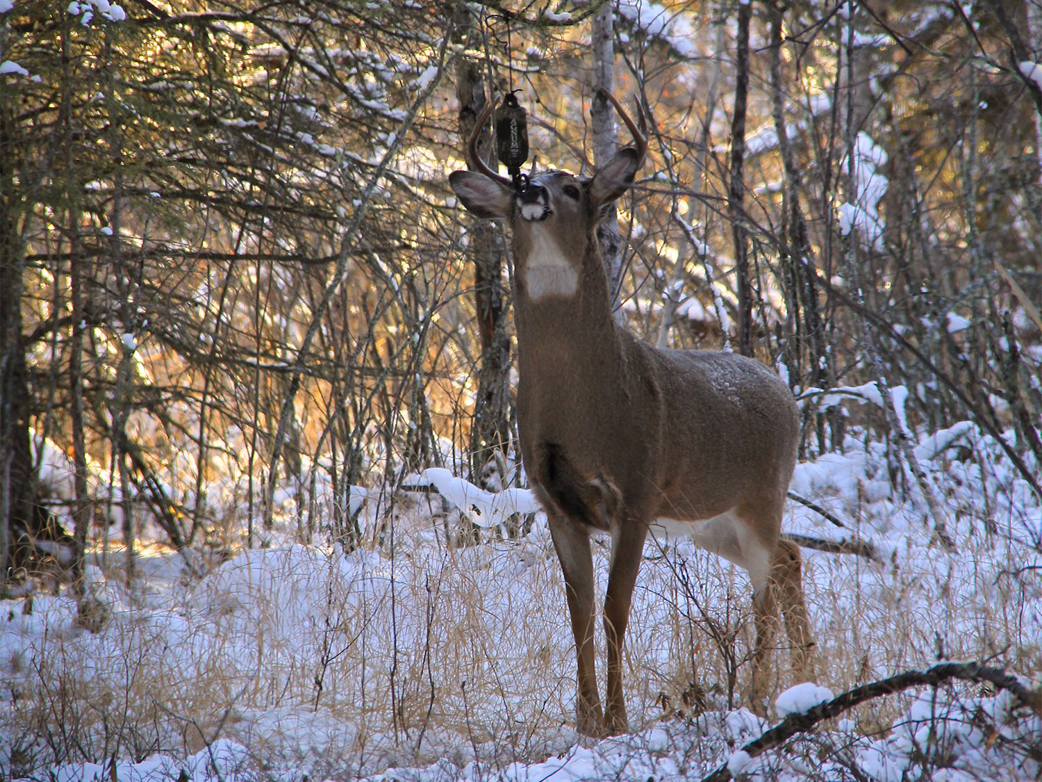 deer sniffing at a scent dripper