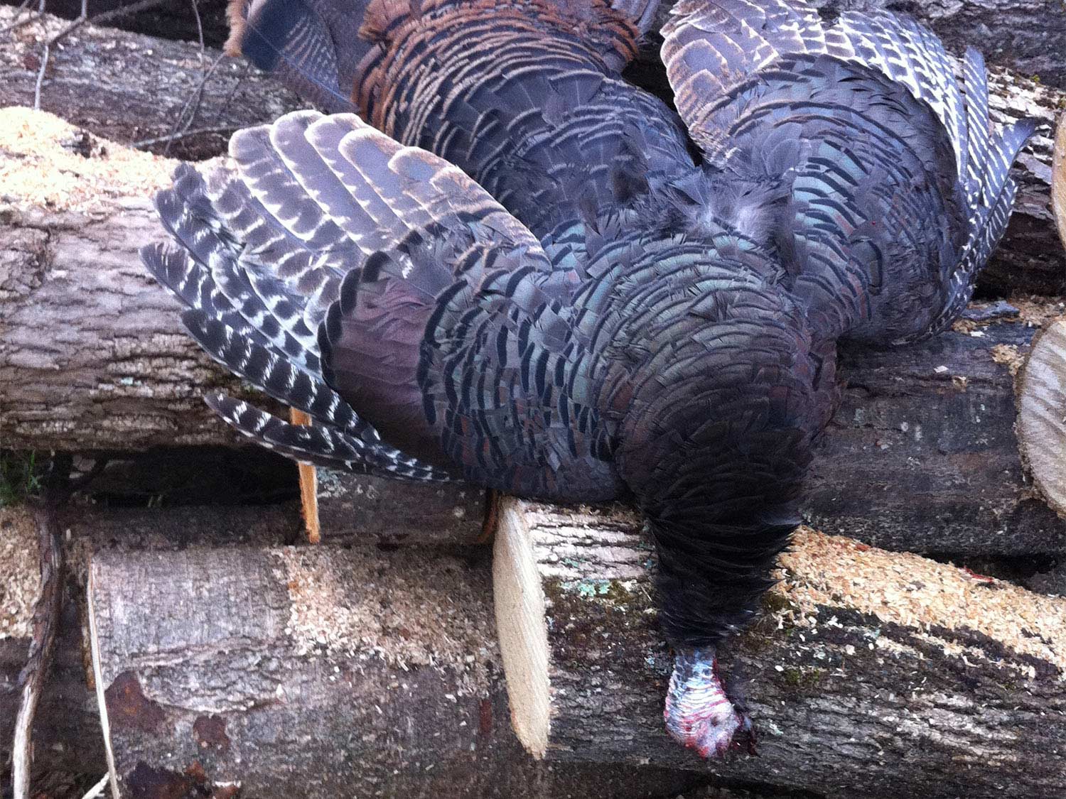 a dead turkey on a log