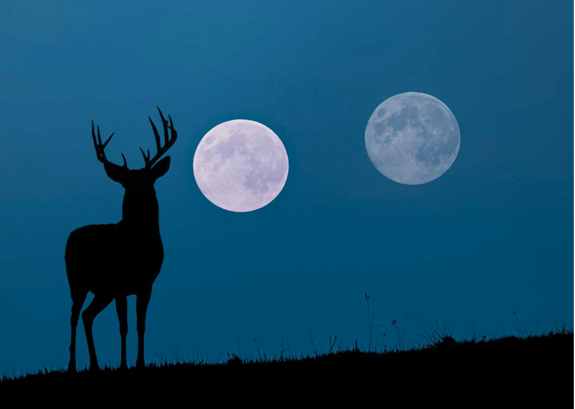 How does moon phase really affect deer movement?