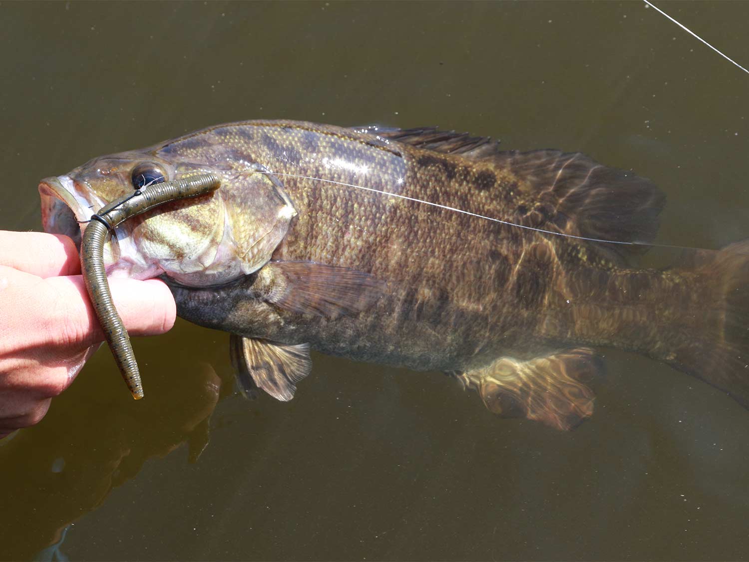 a smallmouth bass with a green pumpkin bass lure