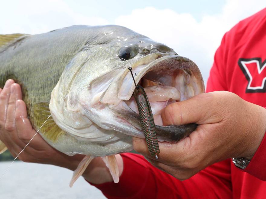 6 Reasons Why Green Pumpkin Is The Best Bass Lure Color Of All Time