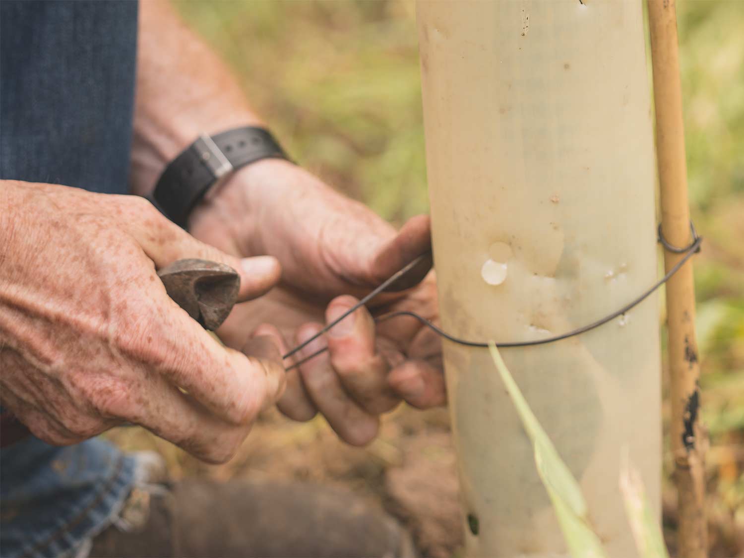 wrapping a wire around a tree tube