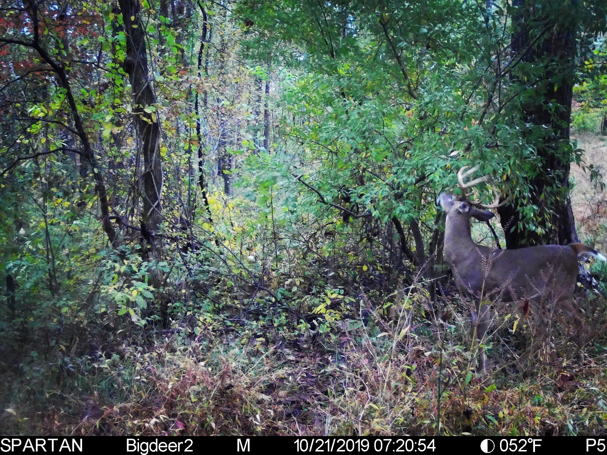 trail camera picture