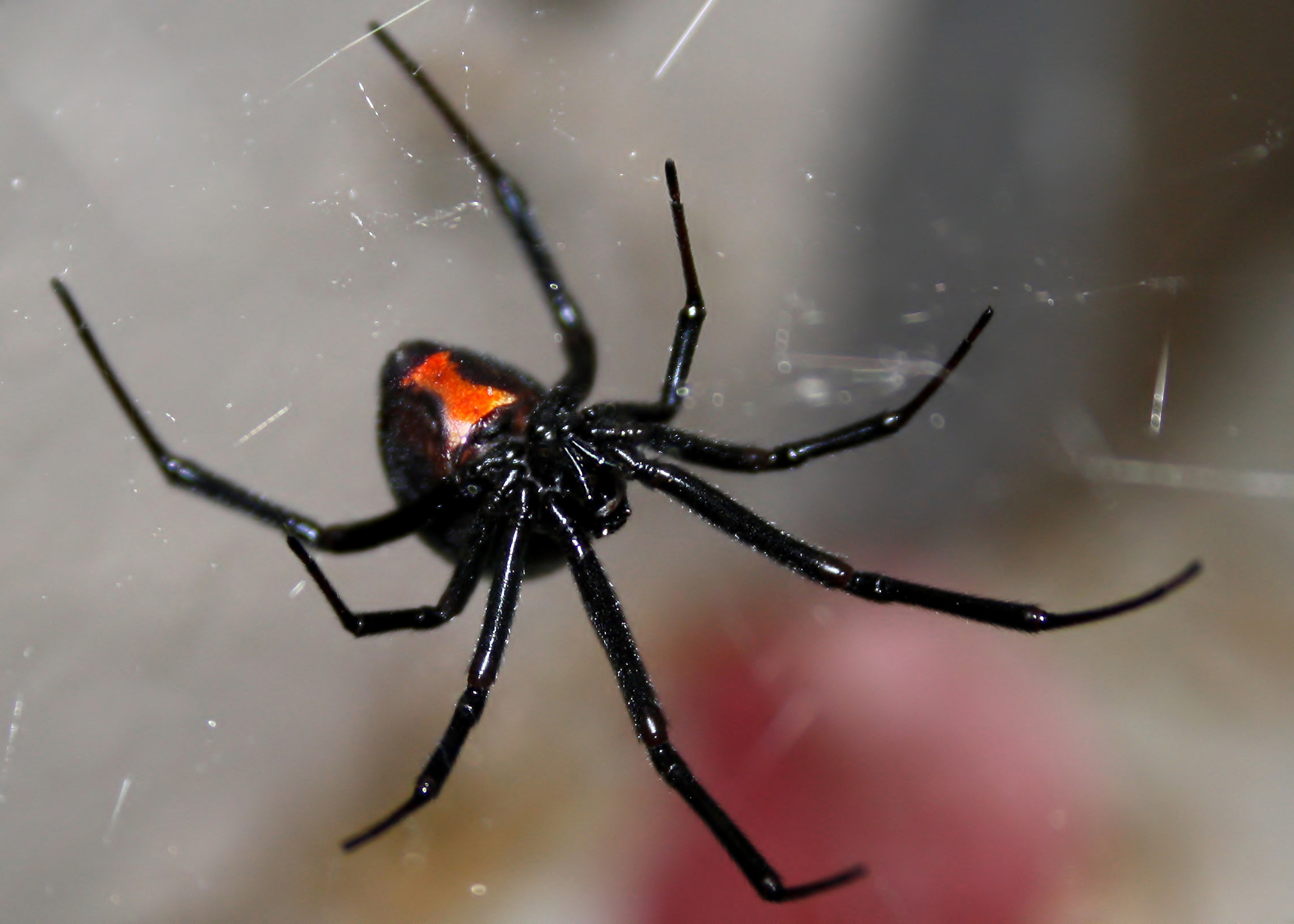 Sydney funnel-web spider - Wikipedia