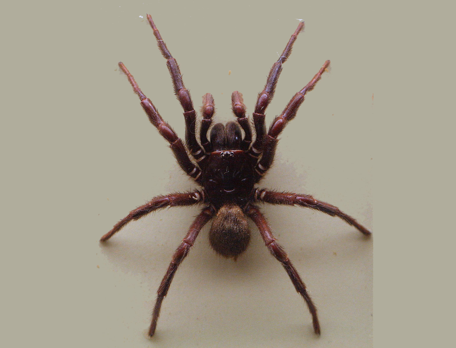 The 10 Most Dangerous Spiders in the World