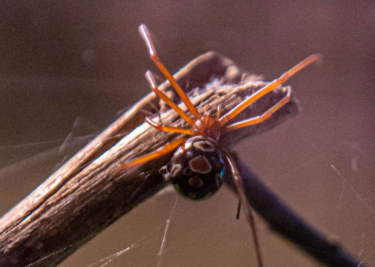 red widow spider