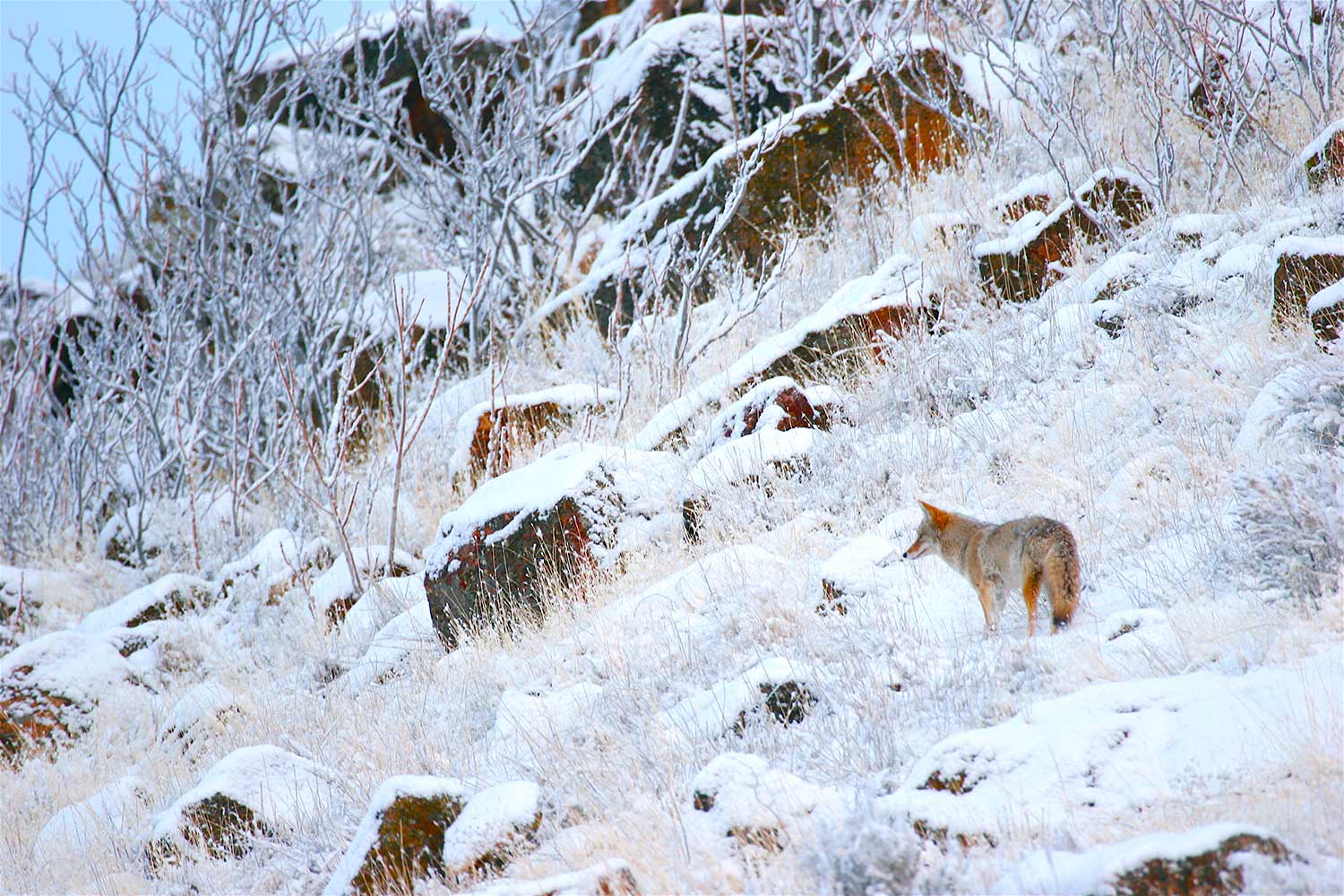 a coyote standing on a snowy hillside