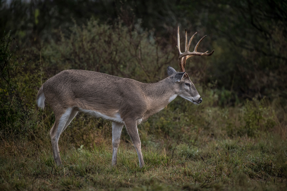 85 Late Season Deer Hunting Tips | Outdoor Life