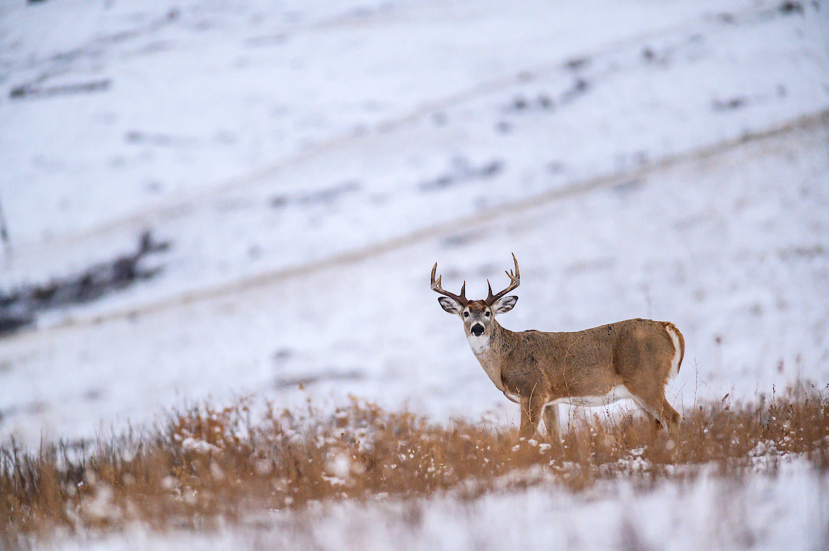 Helping Your Whitetails Through Winter