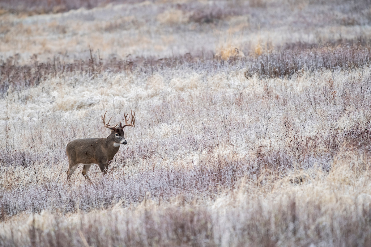 85 Late Season Deer Hunting Tips | Outdoor Life