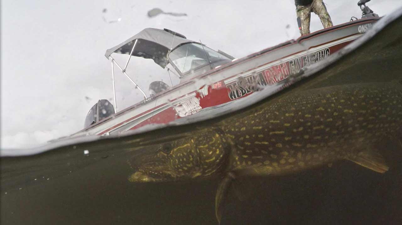 Rebekka Redd steers a giant pike towards the boat in Ontario, Canada.