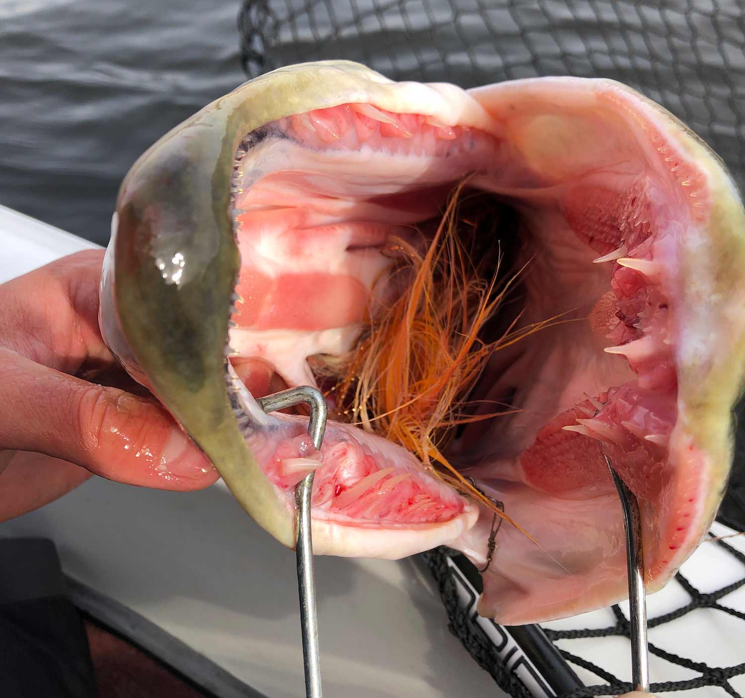 Muskie guide Luke Swanson switches to his biggest flies as Winter approaches.